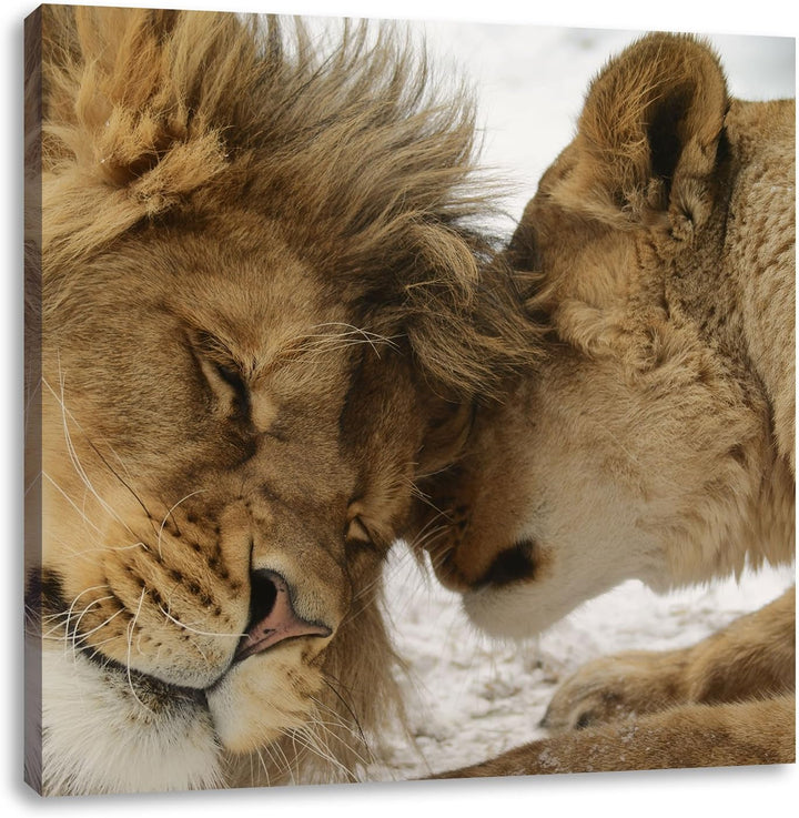 Kuschelnde Löwen, Format: 70x70 auf Leinwand, XXL riesige Bilder fertig gerahmt mit Keilrahmen, Kuns