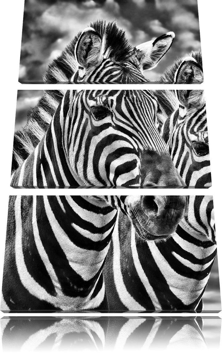 Pixxprint Zebra Pärchen als Leinwandbild/Grösse: 3 Teilig (120x80) cm/Wandbild/Kunstdruck/fertig bes
