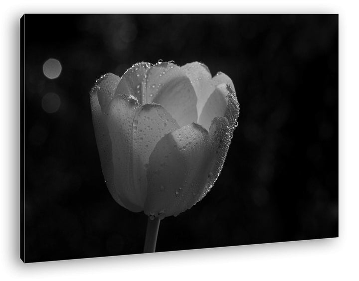 deyoli schneeweisse Tulpe Format: 100x70 Effekt: Schwarz&Weiss als Leinwandbild, Motiv fertig gerahm