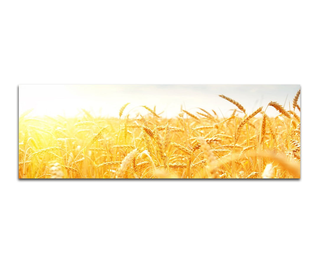 Paul Sinus Art Bilder Wand Bild - Kunstdruck 150x50cm Kornfeld Herbst Sonnenstrahlen