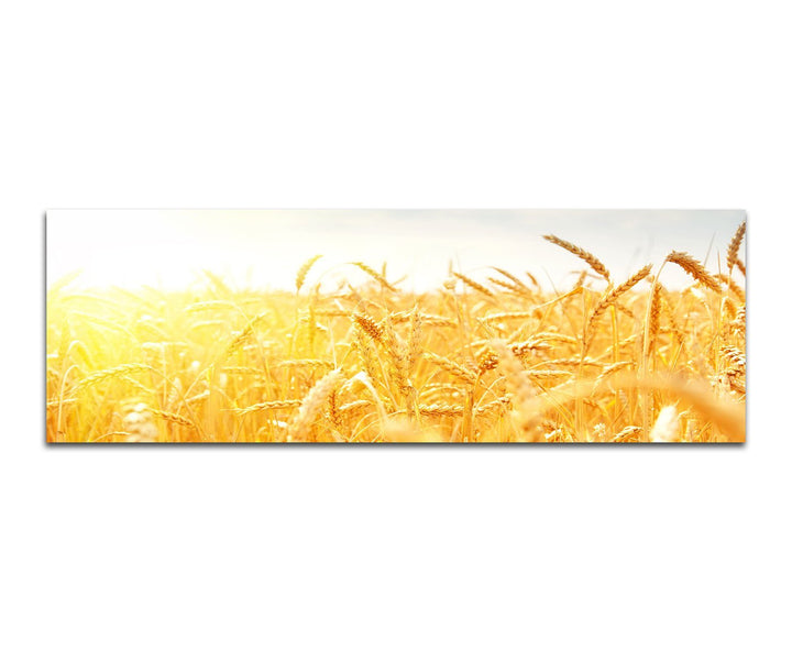Paul Sinus Art Bilder Wand Bild - Kunstdruck 150x50cm Kornfeld Herbst Sonnenstrahlen
