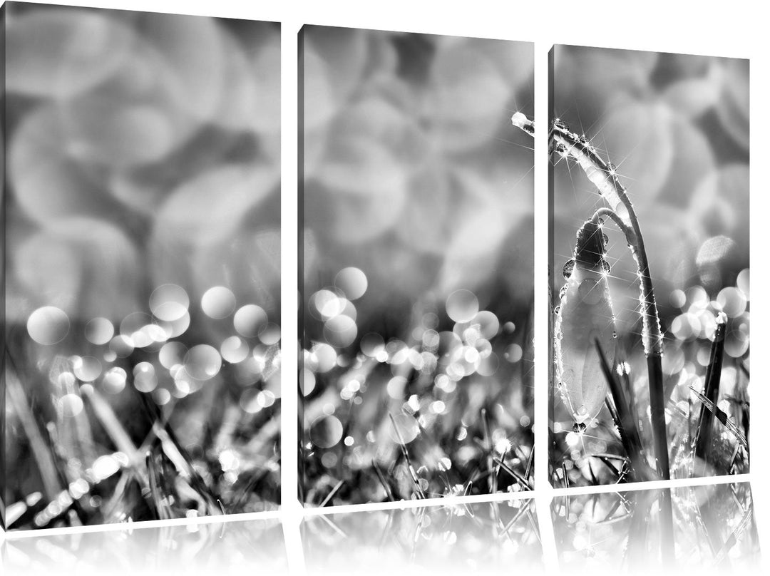 Pixxprint Schneeglöckchen auf Frühlingswiese als Leinwandbild/Grösse: 3 Teilig (120x80 cm) cm/Wandbi