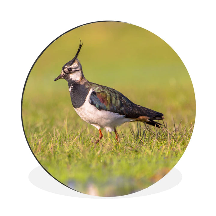 MuchoWow Wandbild Rund Wanddeko Deko Wohnzimmer Bilder 60x60 cm Vogel - Gras - Natur - Tiere - Kiebi