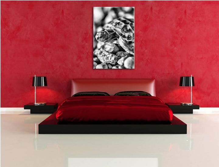 Pixxprint Kleine Schildkröte als Leinwandbild/Grösse: 100x70 cm/Wandbild/Kunstdruck/fertig bespannt,
