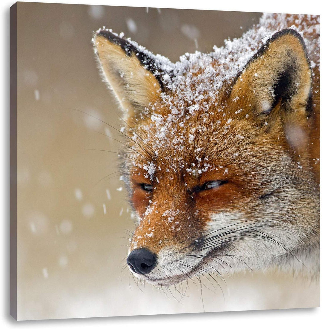 Pixxprint Fuchs im Schnee, Format: 70x70 auf Leinwand, XXL riesige Bilder fertig gerahmt mit Keilrah