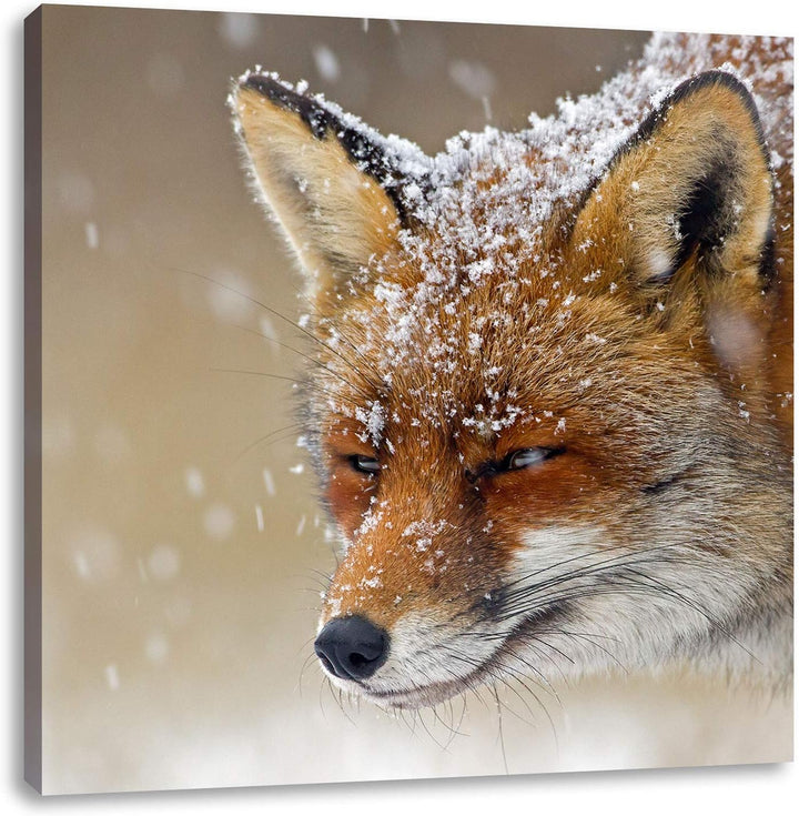Pixxprint Fuchs im Schnee, Format: 70x70 auf Leinwand, XXL riesige Bilder fertig gerahmt mit Keilrah