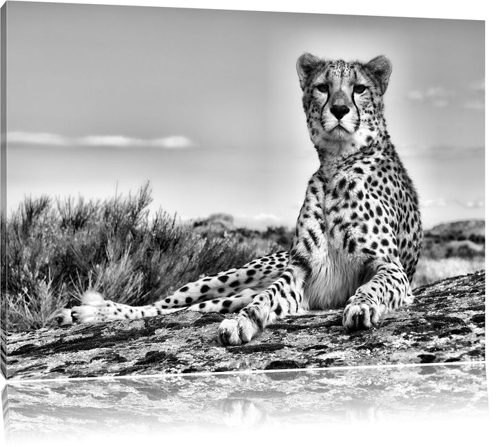 Pixxprint Gepard in Savanne / 100x70cm Leinwandbild bespannt auf Holzrahmen/Wandbild Kunstdruck Deko