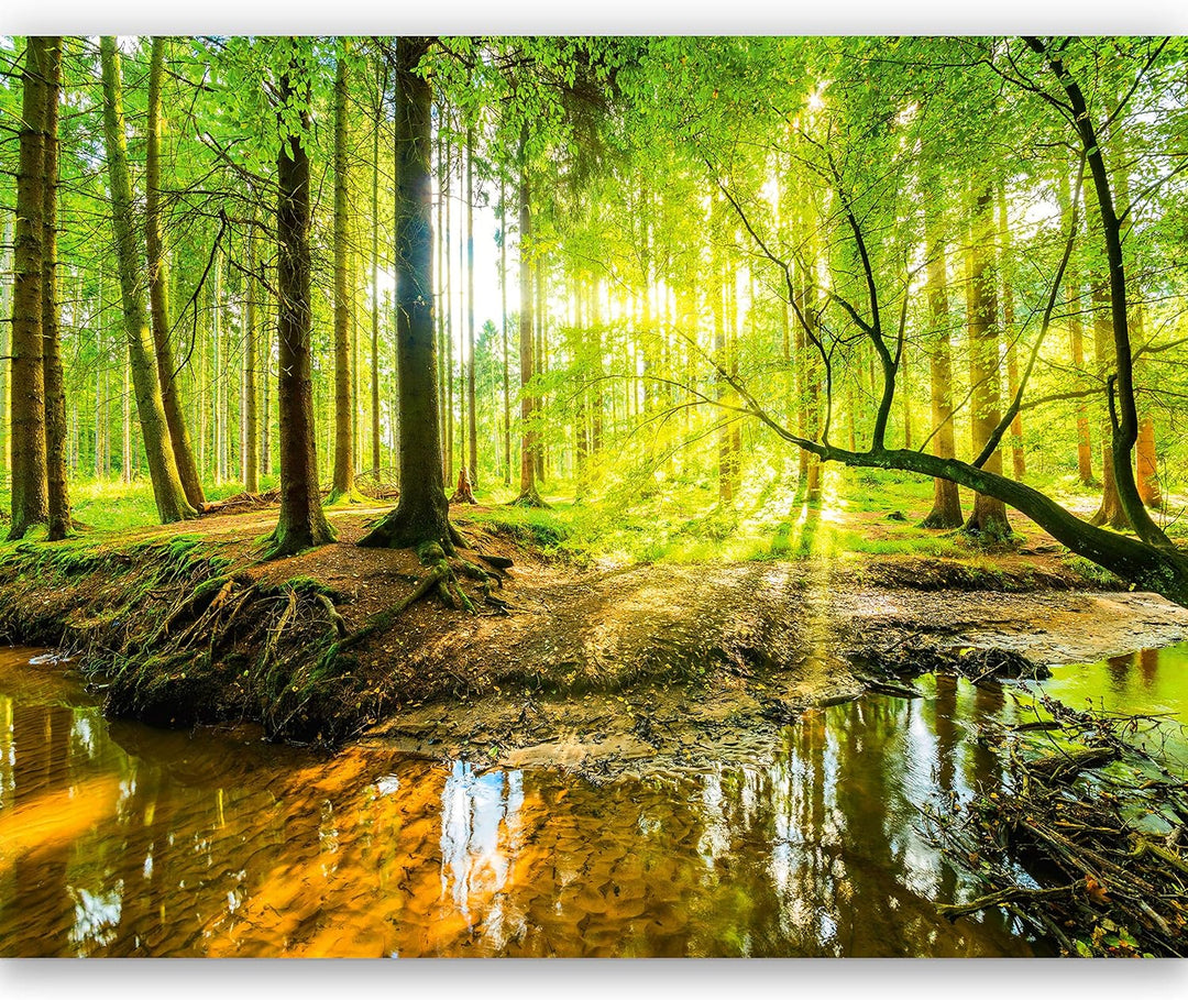 murimage Fototapete Wald 366 x 254 cm inklusive Kleister Bäume Holz Sonne Natur Schlafzimmer Wohnzim