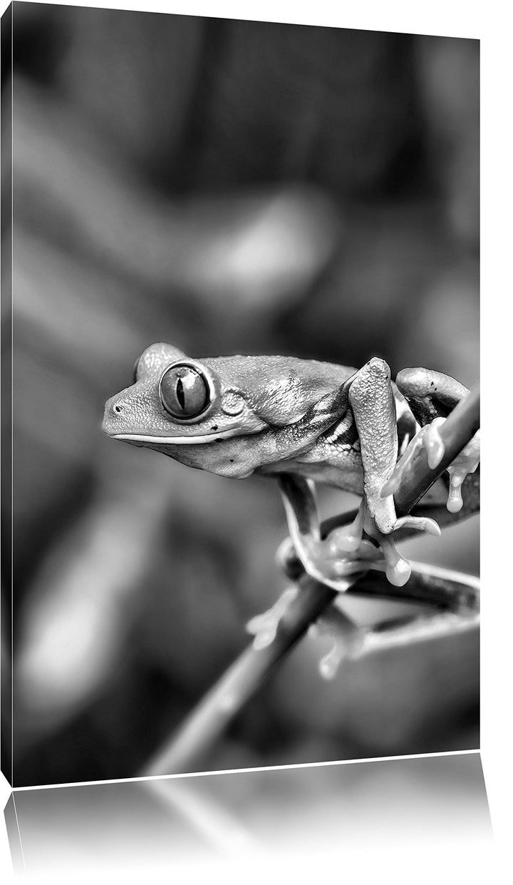 Pixxprint Grüner Kleiner Frosch auf AST als Leinwandbild | Grösse: 100x70 cm | Wandbild | Kunstdruck