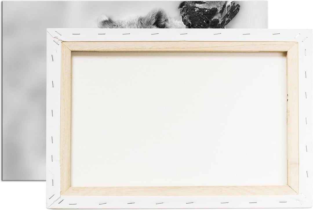 niedliches Löwenbaby in der Natur Effekt: Schwarz/Weiss im Format: 80x60 als Leinwandbild, Motiv fer