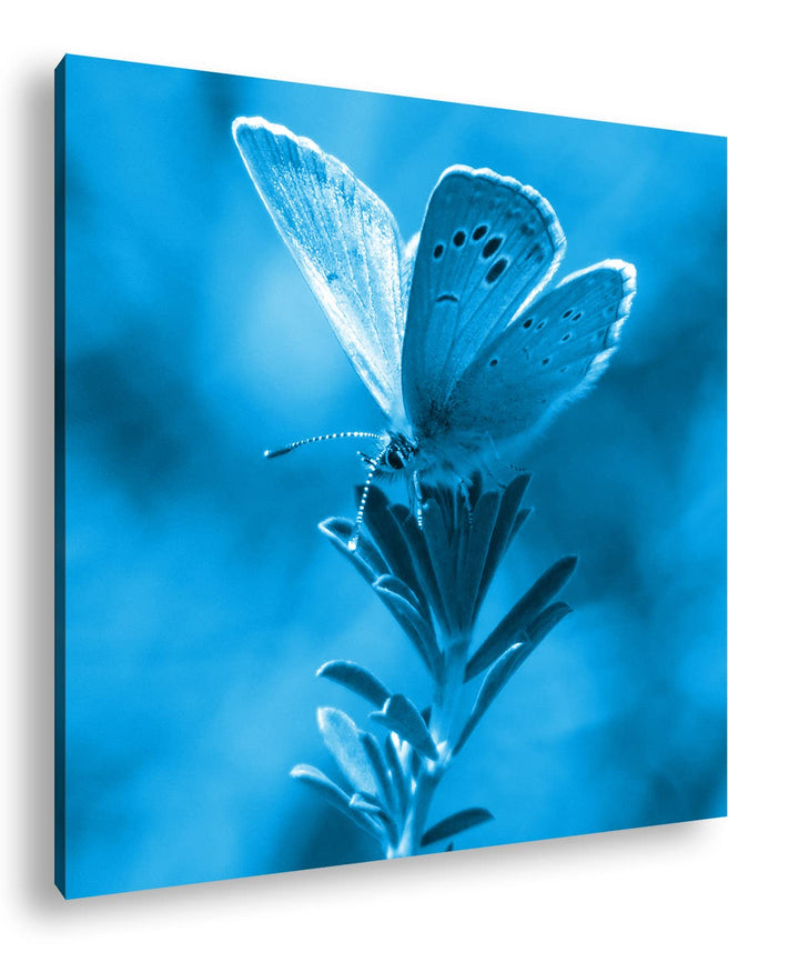 deyoli Polyommatus Icarus Blauer Schmetterling Format: 70x70 Effekt: Monocrome Blau als Leinwandbild
