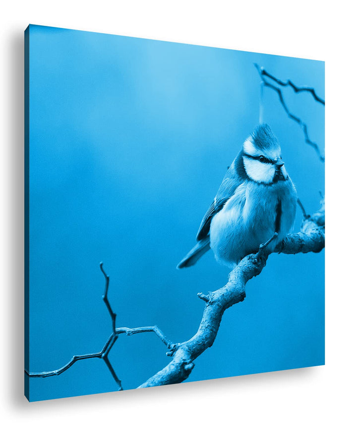 deyoli Kleiner Dicker Vogel Format: 40x40 Effekt: Monocrome Blau als Leinwand, Motiv fertig gerahmt