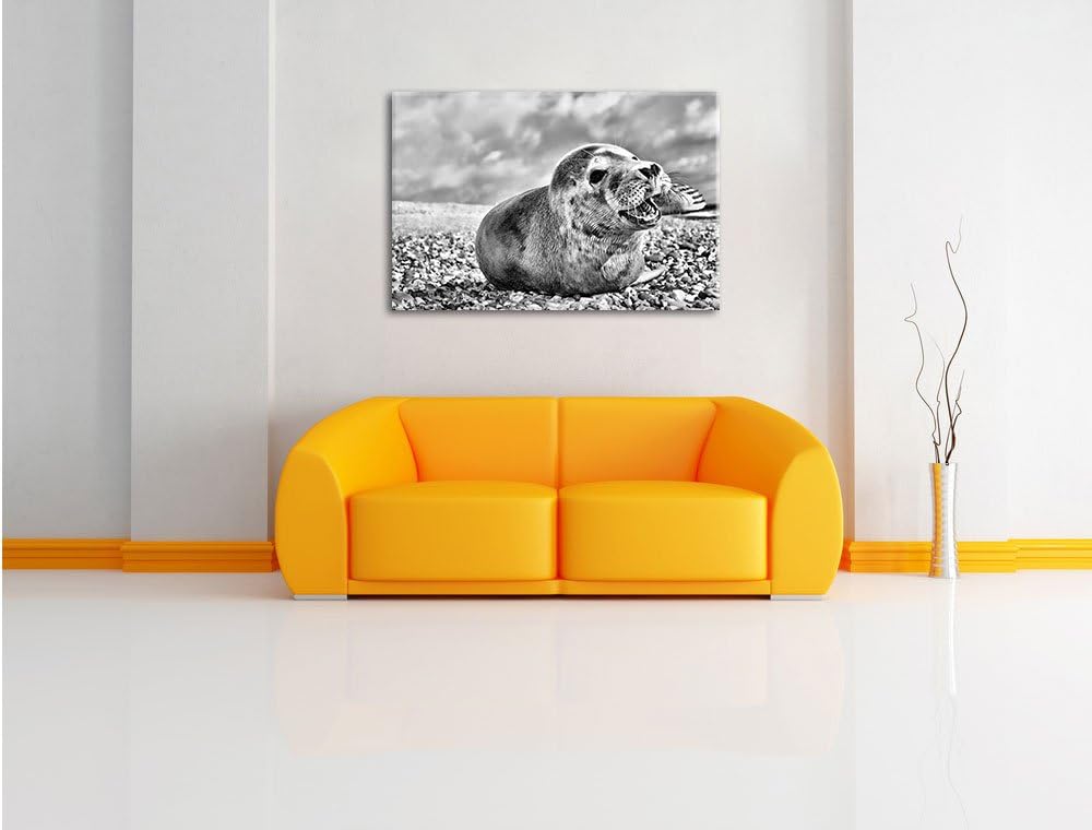 Pixxprint Monocrome, Süsse Robbe auf Steinstrand, Format: 100x70 auf Leinwand, 100x70