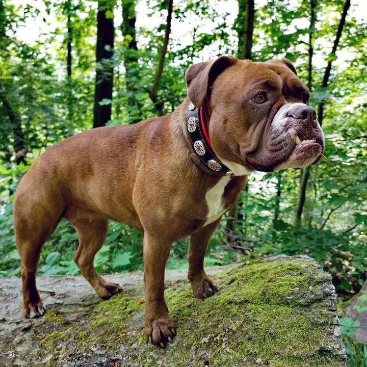 Bestia Bijou Hundehalsband mit Zierconchos. 100% Leder. Weich gepolstert. Handgefertigt in Europa! L