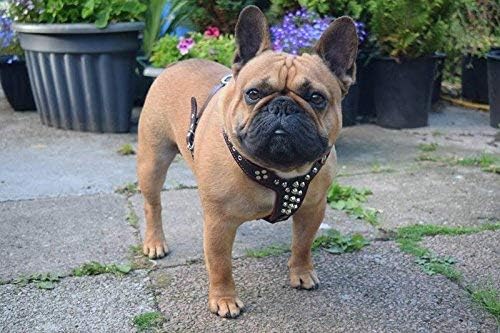 Bestia |Rocky| Leder Brustgeschirr für Bullterrier. 100% Leder. Handgefertigt. Top Qualität M- für e