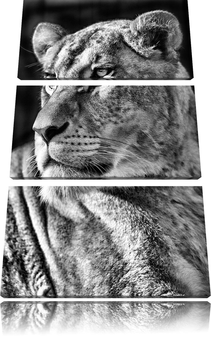 Pixxprint Monocrome, prächtige Löwin 3-Teiler Leinwandbild 120x80 Bild auf Leinwand
