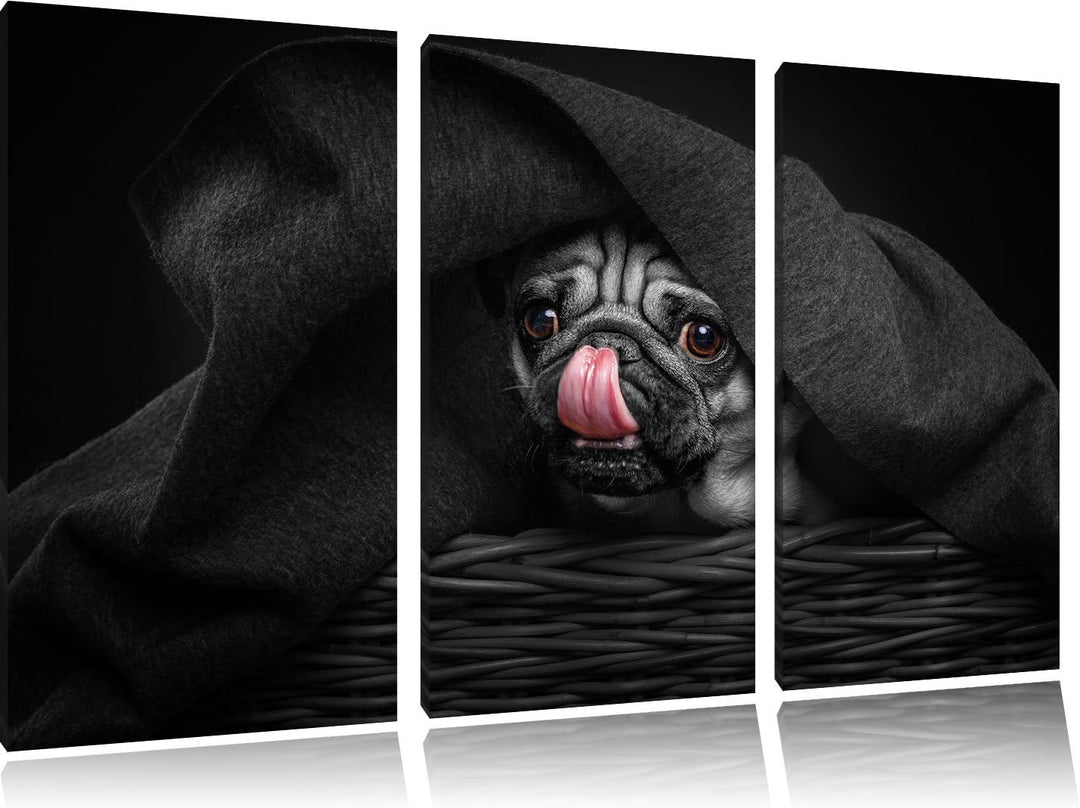 Pixxprint Süsser Mops unter der Decke als Leinwandbild/Grösse: 3 Teilig (120x80 cm) cm/Wandbild/Kuns