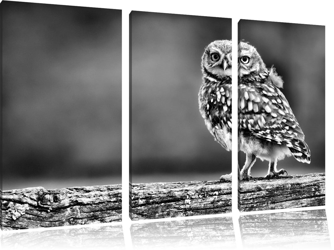 Pixxprint Kleine Eule auf Baum als Leinwandbild/Grösse: 3 Teilig (120x80) cm/Wandbild/Kunstdruck/fer