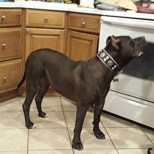 Bestia™ "Hektor Echtleder Hundehalsband für grosse Hunde. 100% Leder. Weich gepolstert. 6,3 cm breit