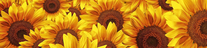 DIMEX Küchenrückwand Folie selbstklebend Sonnenblumen | Klebefolie - Dekofolie - Spritzschutz für Kü