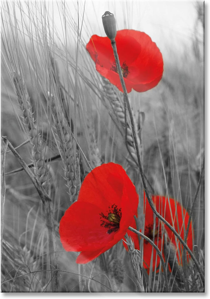 Pixxprint Glasbild | Wandbild aus Echtglas | einzelne Mohnblumen im Getreidefeld | 60x80 cm | inkl.