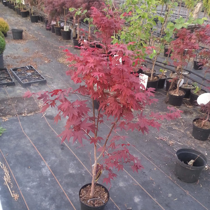 Roter Fächerahorn - Acer palmatum Atropurpureum 40-60 cm 3 Liter