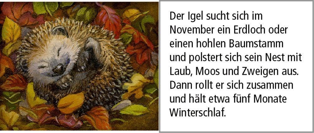 Sound-Adventskalender – Hört ihr die Tiere im Winterwald?: Mit 24 Tierstimmen hinter den Türchen, Ka