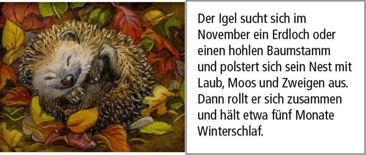 Sound-Adventskalender – Hört ihr die Tiere im Winterwald?: Mit 24 Tierstimmen hinter den Türchen, Ka