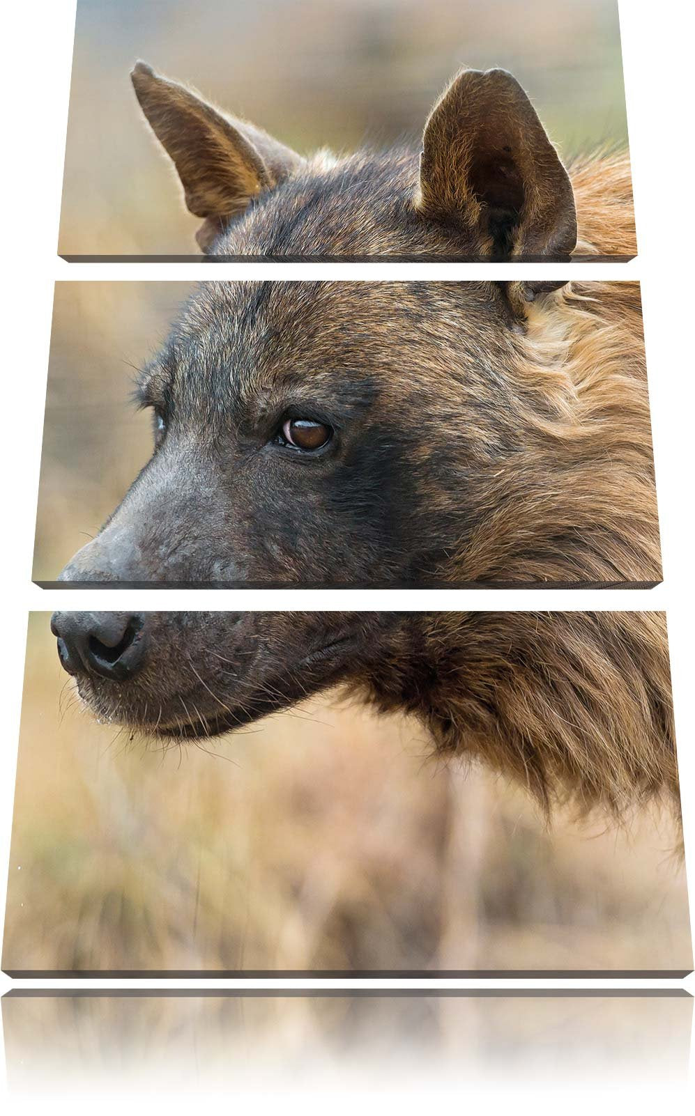 Pixxprint anmutige Hyäne im Wildgras als Leinwandbild/Grösse: 3 Teilig (120x80) cm/Wandbild/Kunstdru