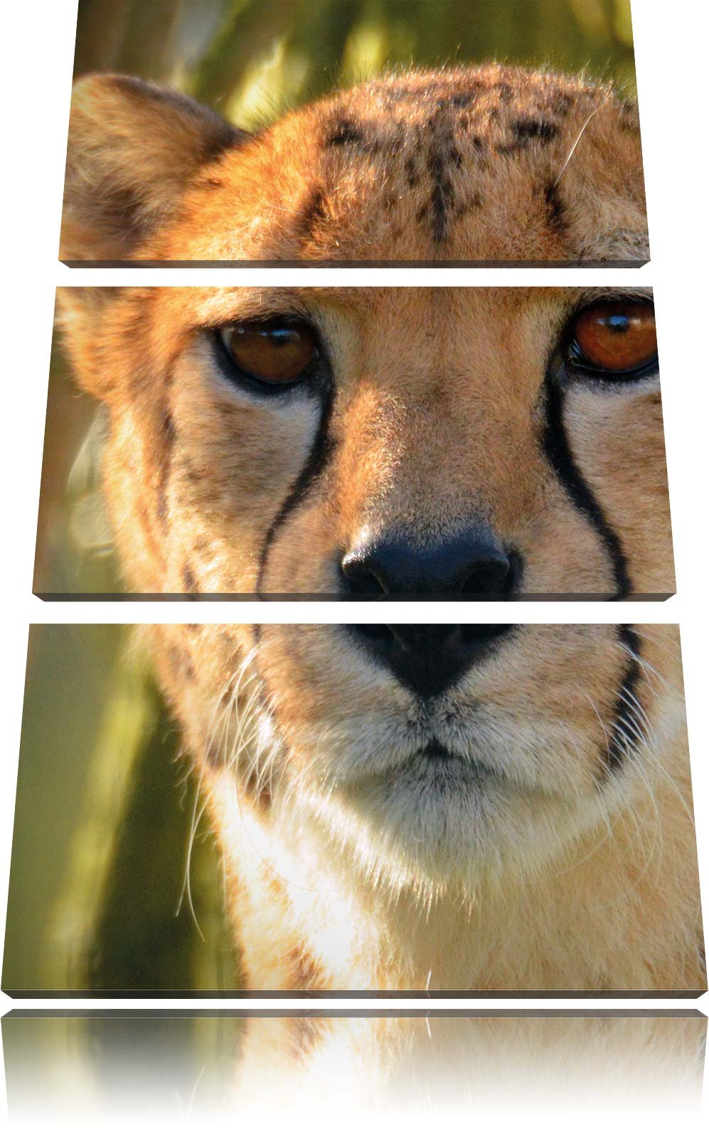 Pixxprint junger Gepard im Dschungel als Leinwandbild/Grösse: 3 Teilig (120x80) cm/Wandbild/Kunstdru