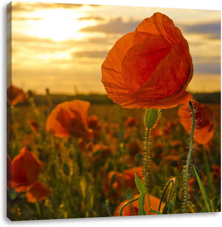 Pixxprint Mohnfeld, Format: 70x70 auf Leinwand, XXL riesige Bilder fertig gerahmt mit Keilrahmen, Ku