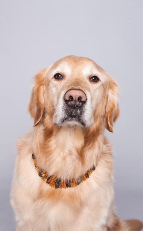 Bernsteinkette Hund, Bernsteinhalsband Hunde mit Lederband, Zeckenschutz Hunde, Flöhe Hund, Zeckensc