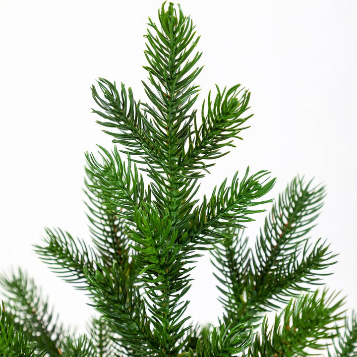 eveXmas 65cm Künstlicher Weihnachtsbaum, Tannenbaum ALTAIR Klassik Grün, 62 Zweige 100% PE-Spitzen,