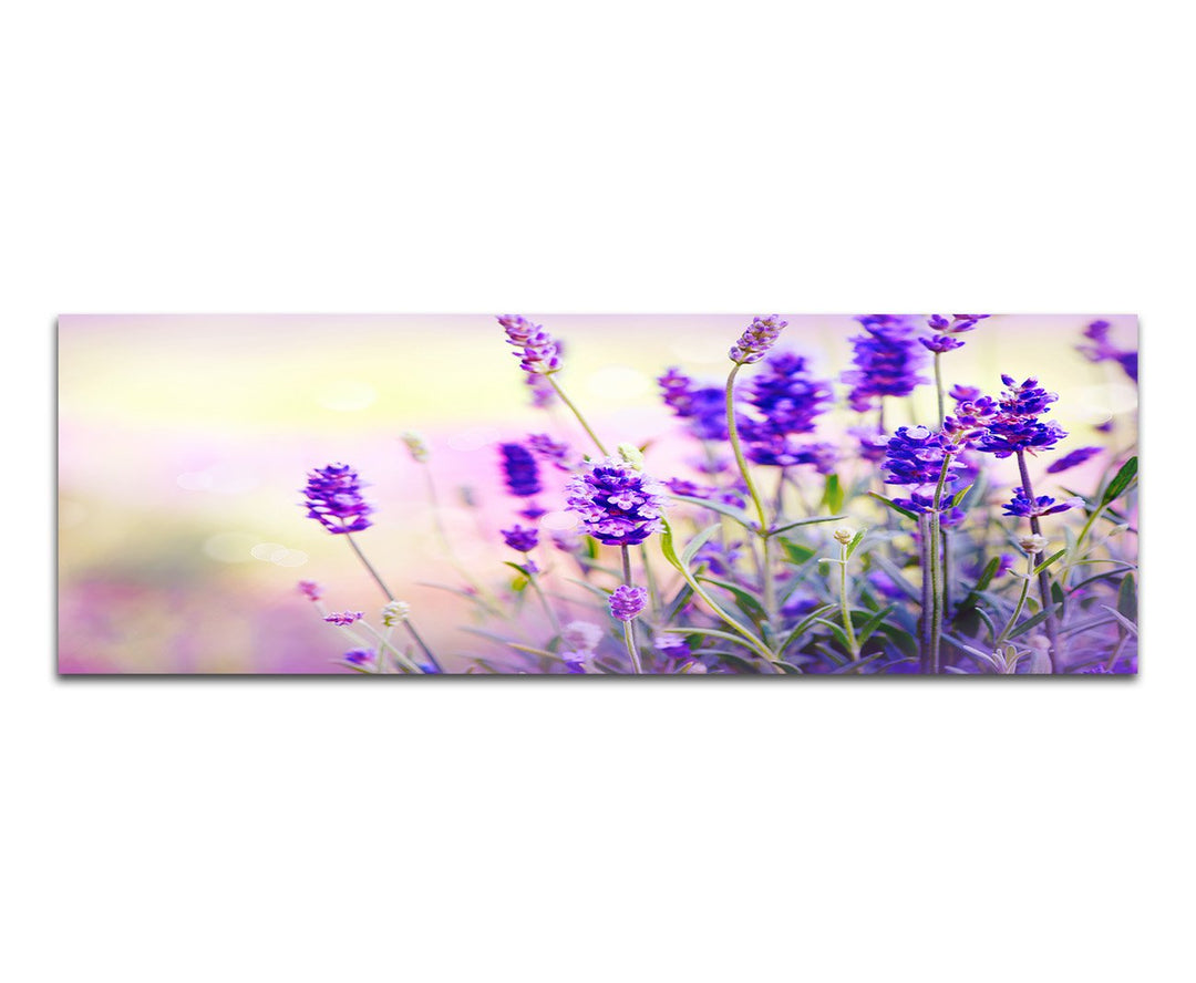 Paul Sinus Art Panoramabild auf Leinwand und Keilrahmen 120x40cm Lavendel Frühling Licht