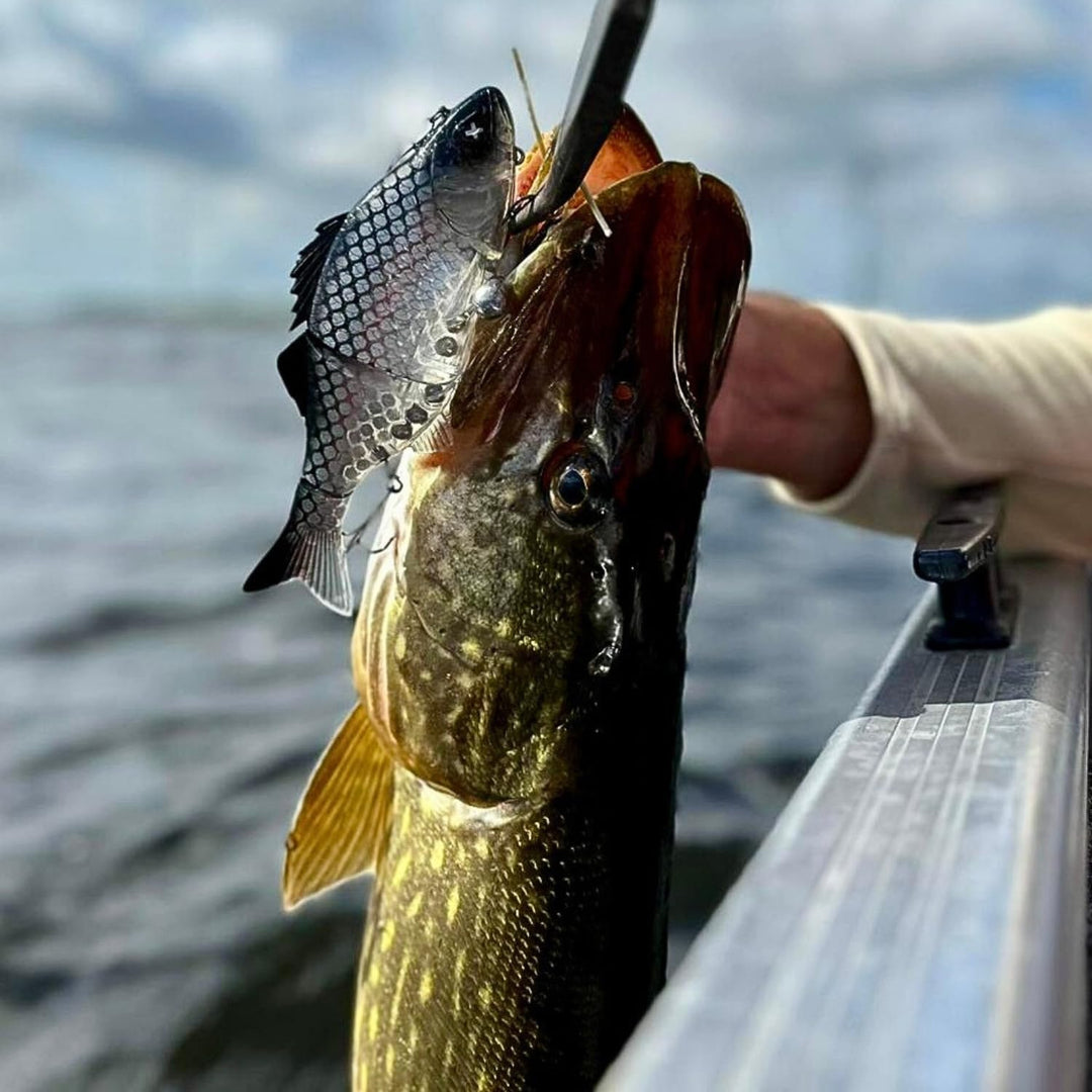 Swimbait Monkey Lures Purge Glider 17,5 cm - Floating Glidebait, Swimbait Hecht, Hecht Köder gross,