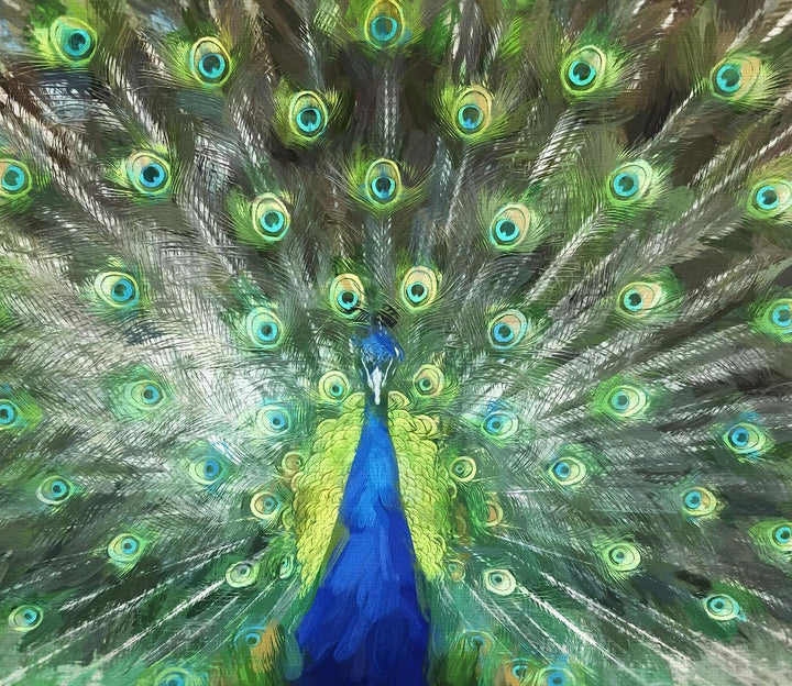 Pfau mit seinem Gefieder Herdabdeckplatte & Spritzschutz aus Echtglas | Für Herd-Kochfelder | 60x52