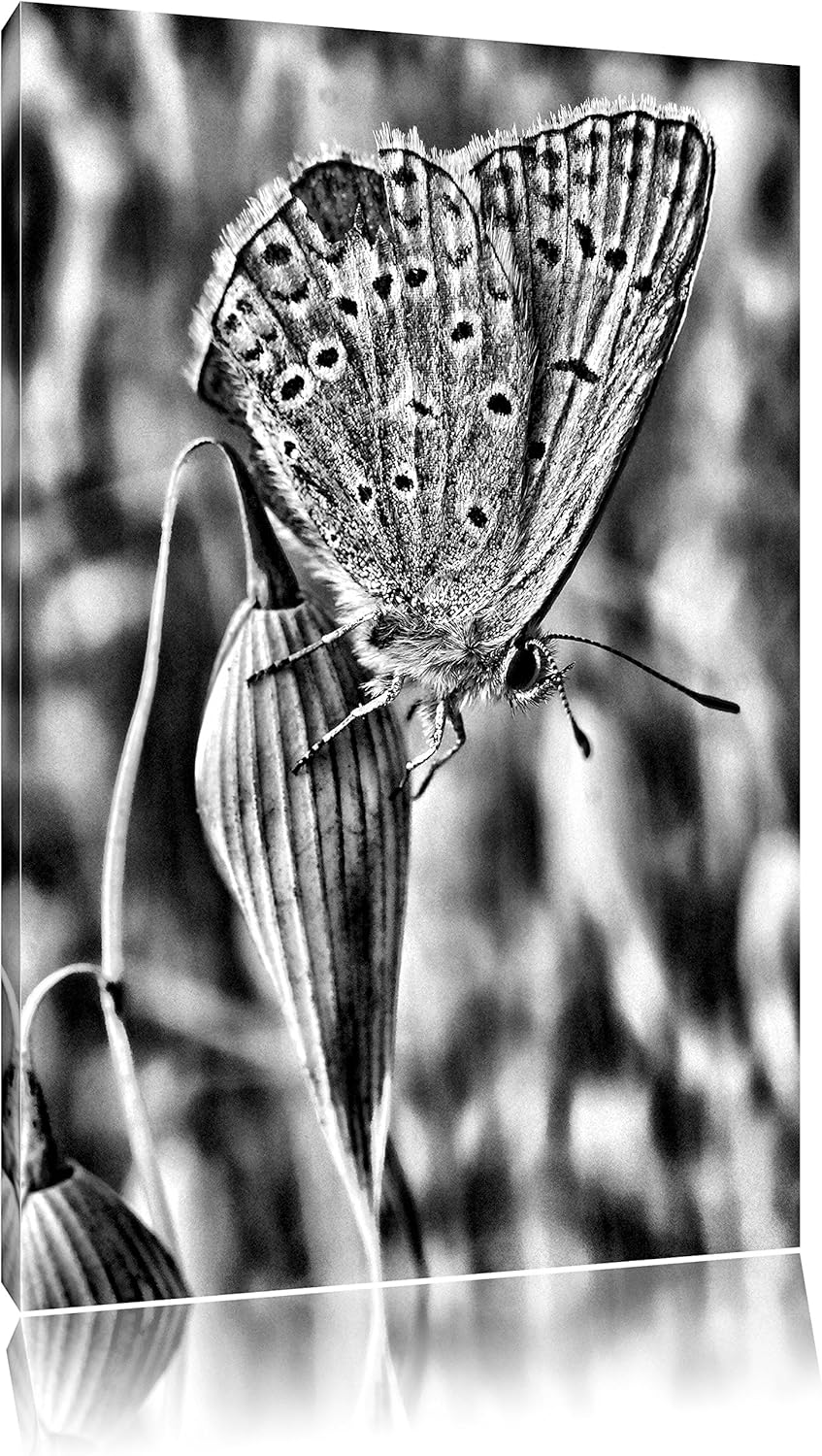 Pixxprint Schmetterling auf Blume Natur Tier / 100x70cm Leinwandbild bespannt auf Holzrahmen/Wandbil