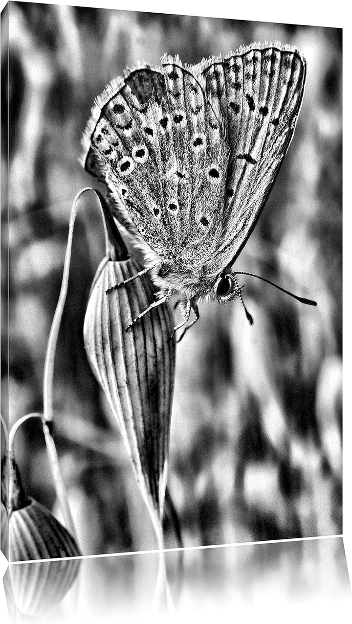 Pixxprint Schmetterling auf Blume Natur Tier / 100x70cm Leinwandbild bespannt auf Holzrahmen/Wandbil