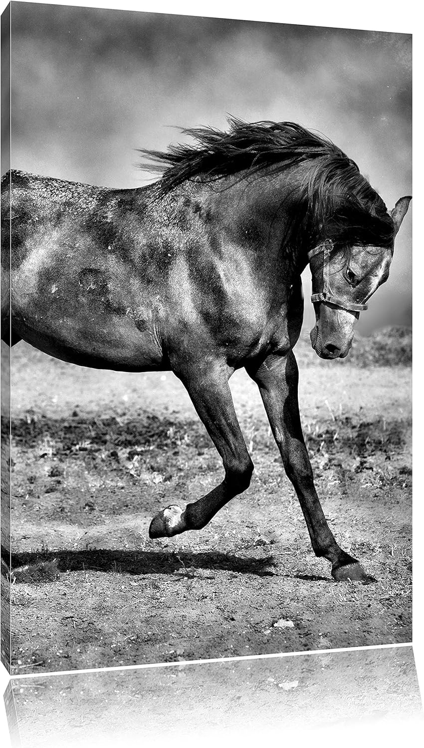 Pixxprint Edler schwarzer Hengst als Leinwandbild/Grösse: 100x70 / Wandbild/Kunstdruck/fertig bespan