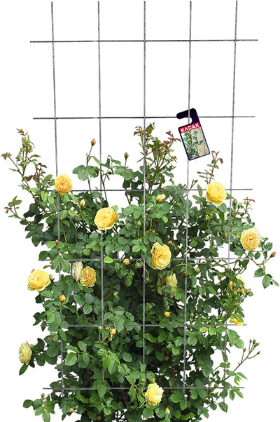 KADAX Rankgitter, Gitterspalier für Garten, Pflanzen, Balkon, Terrasse, Metall Spalier, Rankhilfe, K