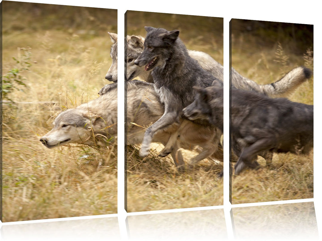 Pixxprint Tobendes Wolfsrudel als Leinwandbild | Grösse: 3 Teilig (120x80) | Wandbild| Kunstdruck |