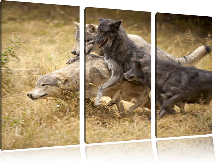 Pixxprint Tobendes Wolfsrudel als Leinwandbild | Grösse: 3 Teilig (120x80) | Wandbild| Kunstdruck |