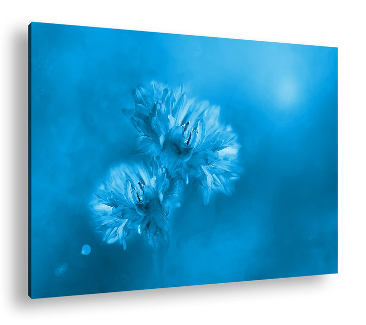 deyoli zwei violette Kornblumen Format 80x60 Effekt: Monocrome Blau als Leinwandbild, Motiv fertig g