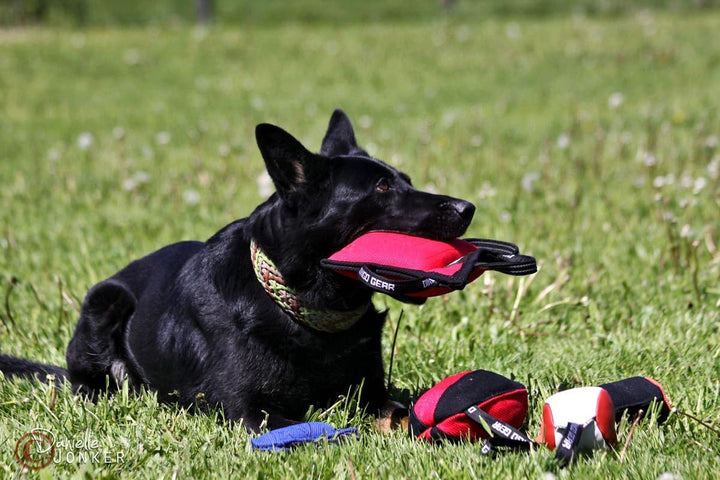 Dingo Gear Beisskissen Keilform Mini Weicher aus Baumwolle-Nylon Rot Welpen und Junge Hunde Ausbildu