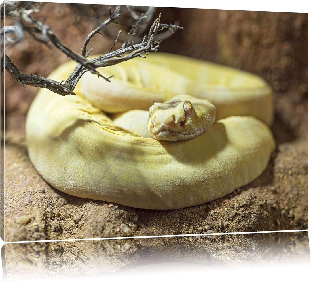 Pixxprint gelbe Schlange auf Leinwand, XXL riesige Bilder fertig gerahmt mit Keilrahmen, Kunstdruck