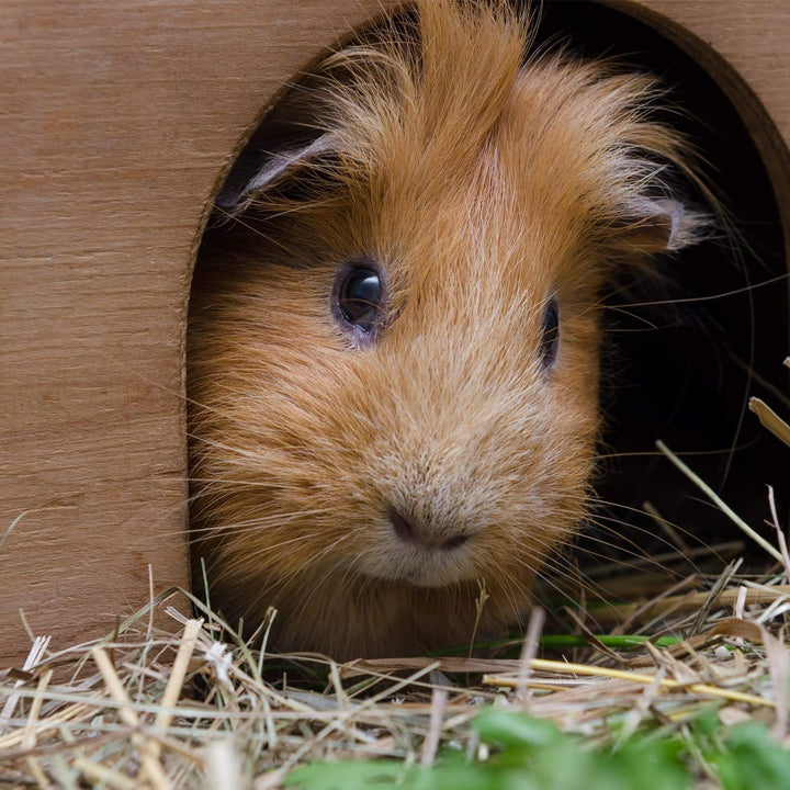 CKB LTD Holzhaus für Igel oder Meerschweinchen – Outdoor Schuppen – Hotel kann auch für den Wintersc