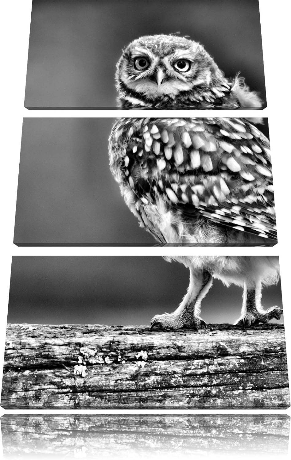 Pixxprint Kleine Eule auf Baum als Leinwandbild/Grösse: 3 Teilig (120x80) cm/Wandbild/Kunstdruck/fer