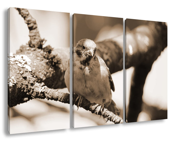 deyoli neugieriger Vogel Format: 3Teilig Effekt: Sepia als Leinwandbild, Motiv fertig gerahmt auf Ec