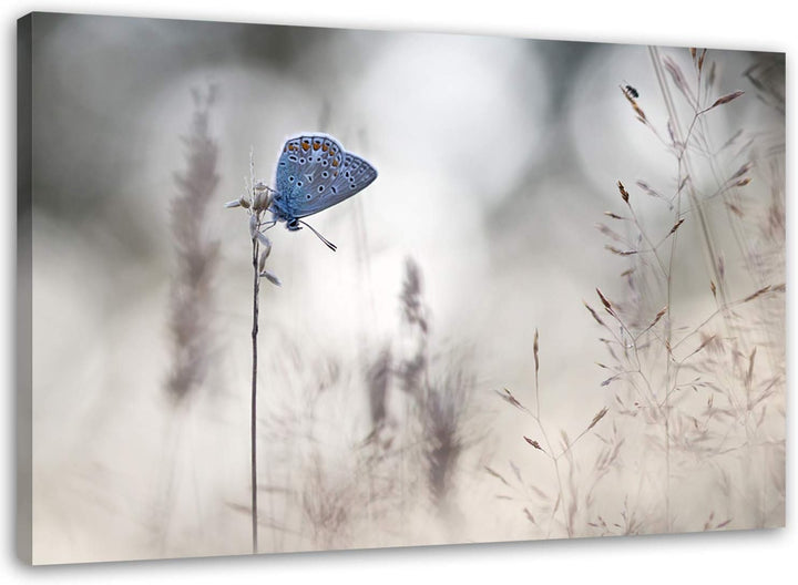 Feeby Wandbilder Insekten Schmetterlinge XXL 90x60 cm 1Teilig Bilder Leinwandbilder Modern Bild auf