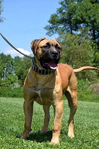 Bestia™ "Stud Echtleder Hundehalsband mit Stumpfnieten für grosse Hunde. Weich gepolstert. 6,3 cm br